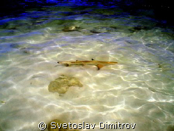 This baby shark was our visitor every day by Svetoslav Dimitrov 